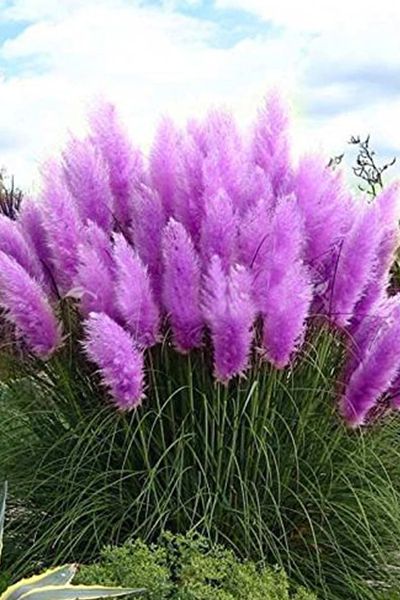 Plant, Purple, Flower, Lavender, Flowering plant, Botany, Violet, Annual plant, Perennial plant, 
