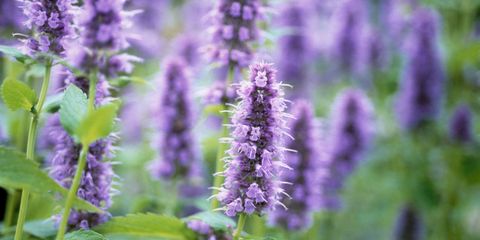 Plant, Purple, Lavender, Flower, Violet, Lavender, Flowering plant, Annual plant, Agriculture, Herbaceous plant, 