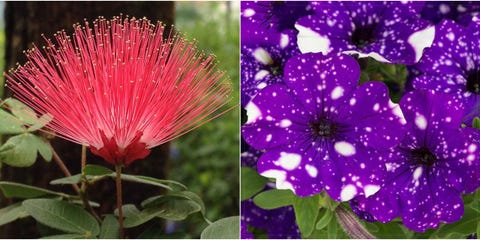Strange Outdoor Plants Unique Flowers Image