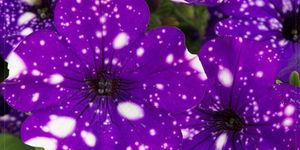 Flower, Purple, Petal, Violet, Petunia, Plant, Pericallis, Lilac, Flowering plant, Wildflower, 