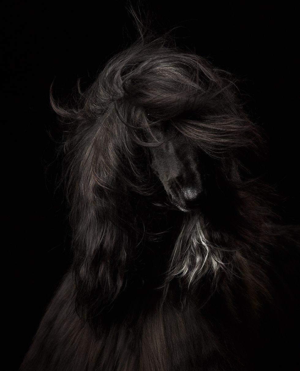 Hair, Black, Darkness, Hairstyle, Black-and-white, Monochrome, Long hair, Photography, Fur, Ear, 