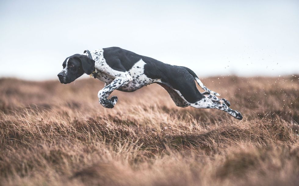 Dog, Mammal, Canidae, Braque d'auvergne, Old danish pointer, Pointer, Sporting Group, Hunting dog, Carnivore, Pointing breed, 