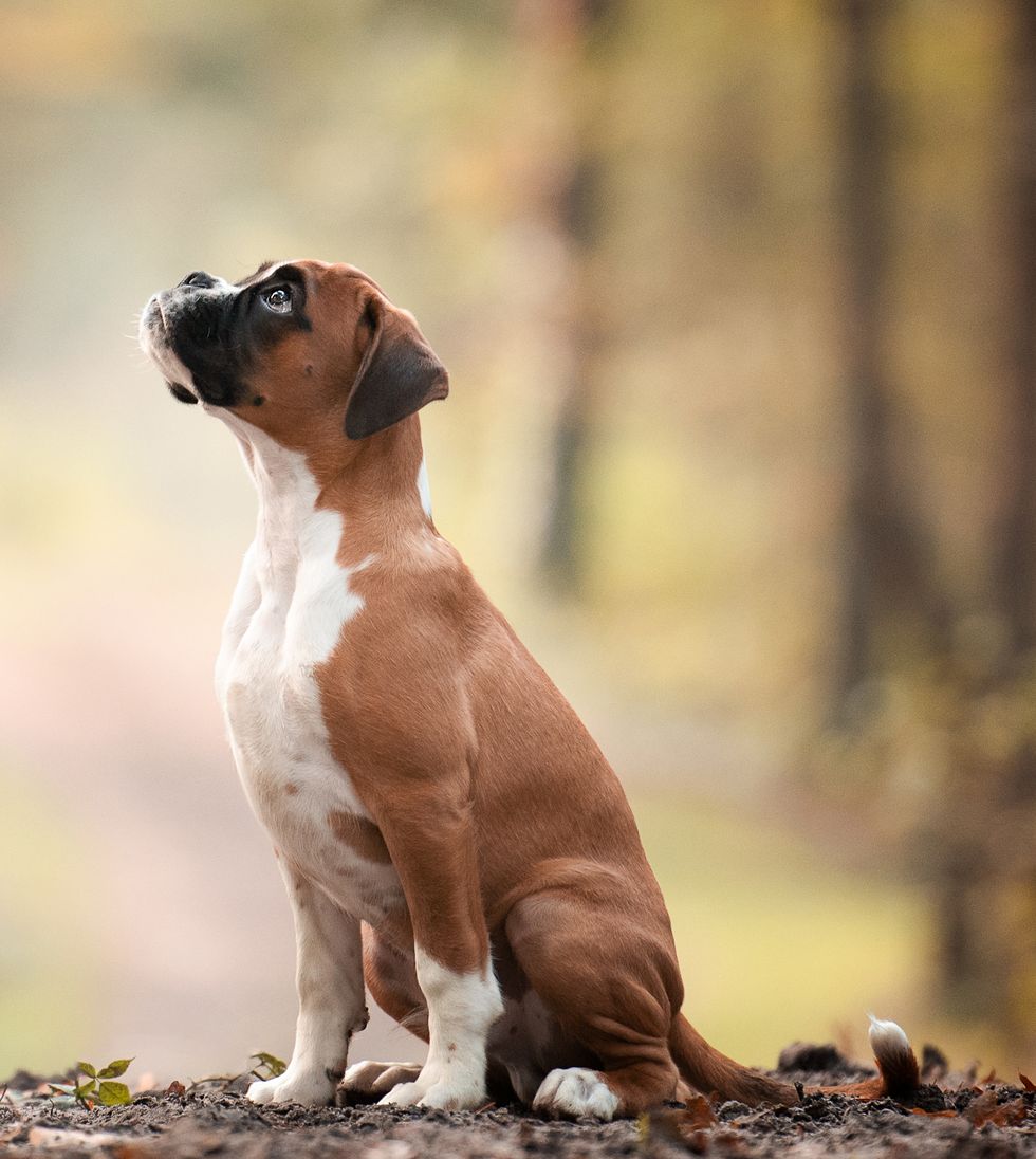 Dog, Mammal, Vertebrate, Dog breed, Canidae, Carnivore, Fawn, Snout, Boxer, Sporting Group, 