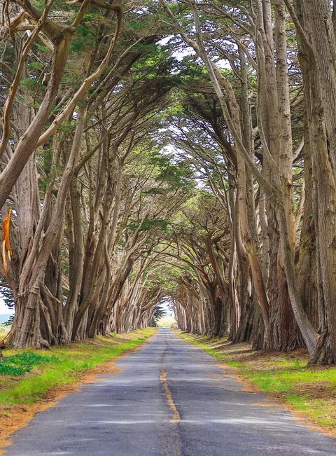 Tree, Road, Lane, Vegetation, Woody plant, Natural landscape, Thoroughfare, Plant, Branch, Infrastructure, 