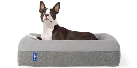 casper dog bed