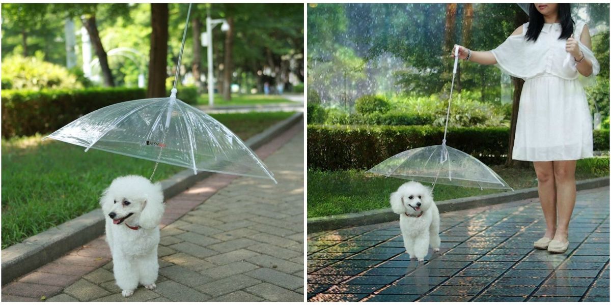 dogbrella