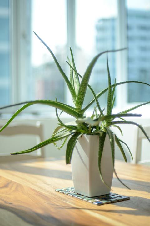 20 Best Indoor Plants - Good Inside Plants For Small Space Gardening