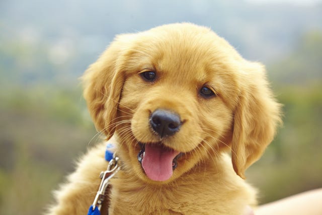 Dog, Mammal, Vertebrate, Dog breed, Canidae, Golden retriever, Retriever, Carnivore, Puppy, Nose, 