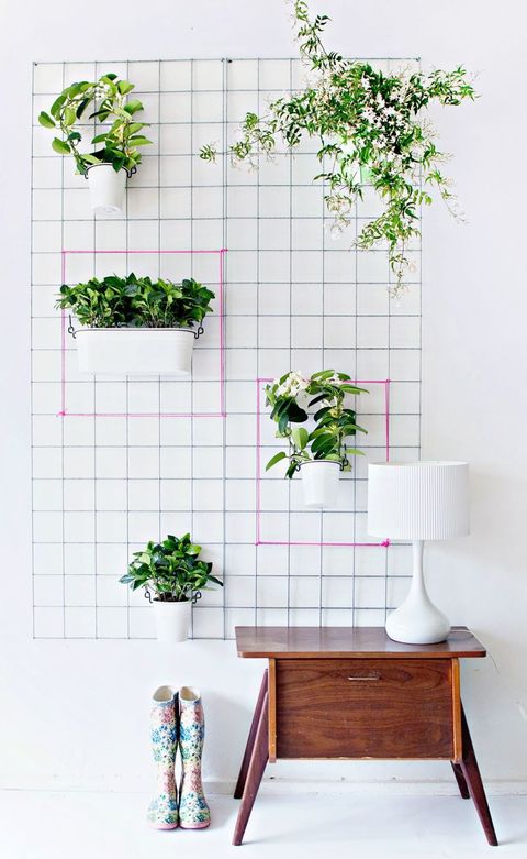 Flowerpot, Green, Wall, Plant, Houseplant, Room, Furniture, Interior design, Flower, Architecture, 