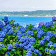 Flower, Flowering plant, Blue, Plant, Hydrangeaceae, Hydrangea, Violet, Purple, california lilac, Cornales, 