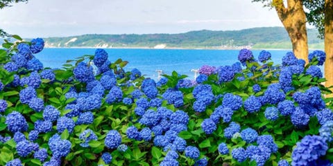 13 facts about hydrangea things every hydrangea fan needs to know