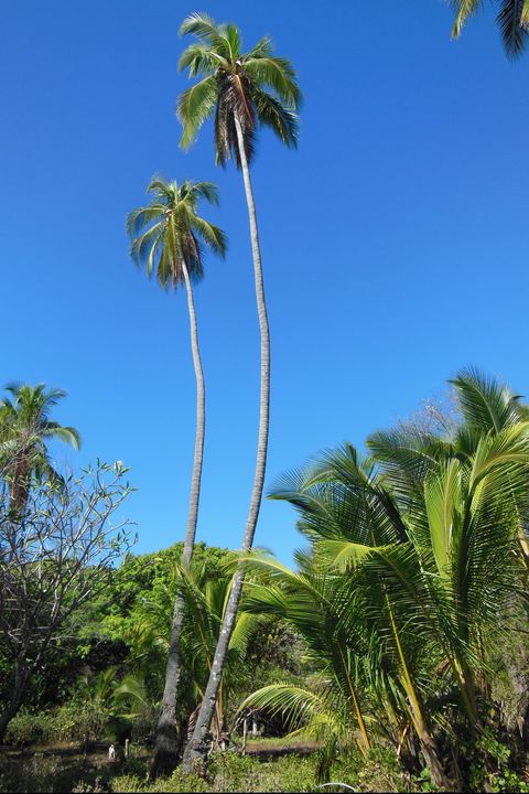 Tree, Vegetation, Palm tree, Plant, Arecales, Woody plant, Desert Palm, Terrestrial plant, Sky, Tropics, 