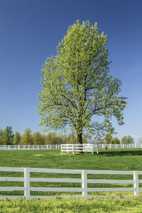 Tree, Green, Pasture, Natural landscape, Sky, Fence, Grass, Woody plant, Grassland, Daytime, 