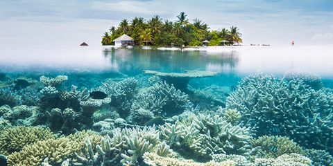 Natural landscape, Nature, Coral reef, Vegetation, Natural environment, Water, Coastal and oceanic landforms, Underwater, Reef, Coral, 