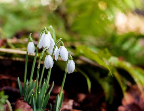 Clusters of snowdrops (Galanthus) growing naturally