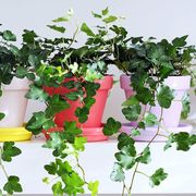Flowerpot, Flower, Plant, Houseplant, Ivy, Leaf, Flowering plant, Vine, Herb, Artificial flower, 
