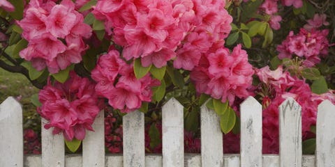 Do You Have These Deadly Plants at Home?