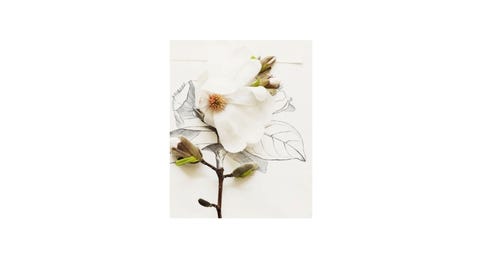 magnolia bug kari herer