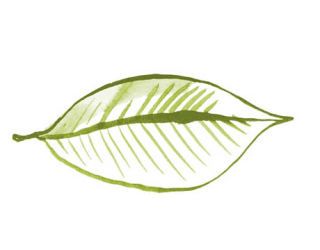 illustration of green leaf
