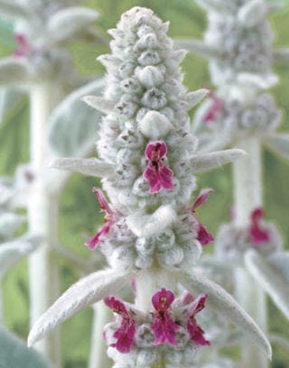 lamb's ears