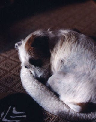 dog napping