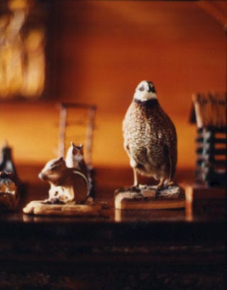 birds