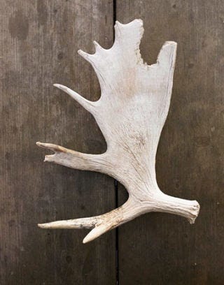moose antler hanging on a wall