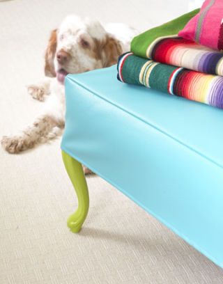 bright blue bench on white carpet with dog