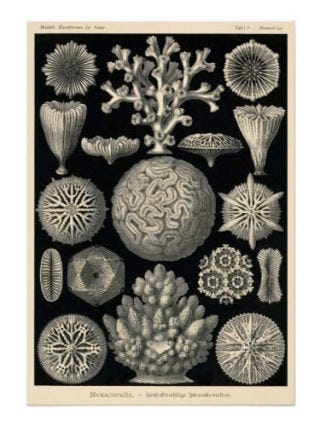 hexacoralla print