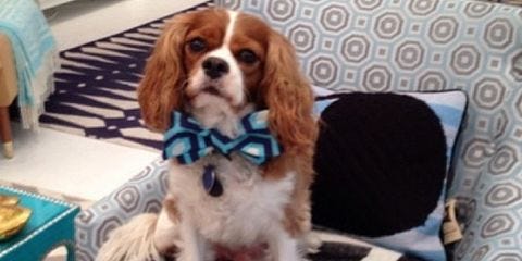 Jonathan Adler King Charles Cavalier Cute Dog Chic E