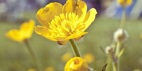 The Right Flowers For Every Occasion (And Feeling)