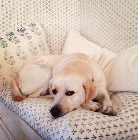 Jeffrey Alan Marks Fabric Cute Dog Chic E Image