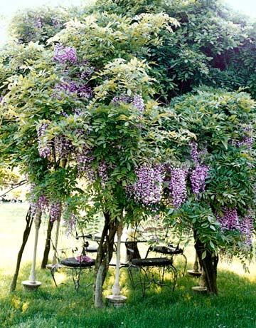 wisteria in a garden