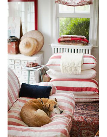 a dog sitting on a striped sofa