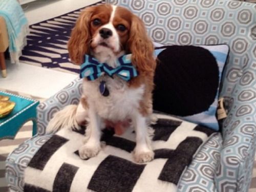 Jonathan Adler King Charles Cavalier Cute Dog Chic E