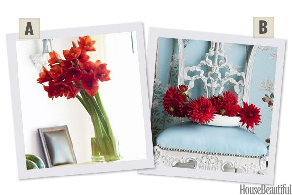Would You Rather: Amaryllis or Dahlias?