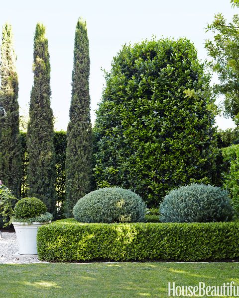 boxwood hedges