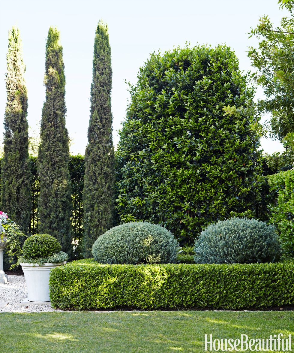 boxwood hedges