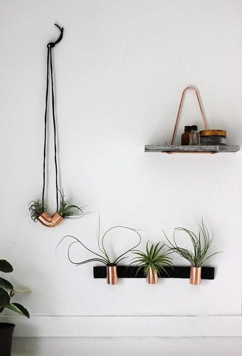 Plant, Flowerpot, Wall, Botany, Houseplant, Plant stem, 