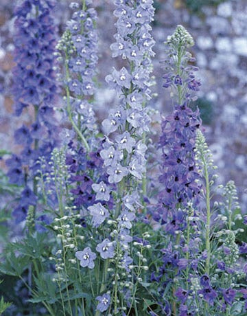 flowers in a garden