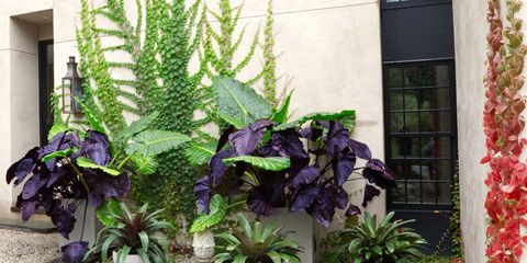 front door garden