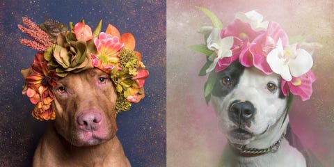 Pitbulls in Flower Crowns Are Our New Favorite Things on Instagram ... Pitbulls in Flower Crowns Are Our New Favorite Things on Instagram ...