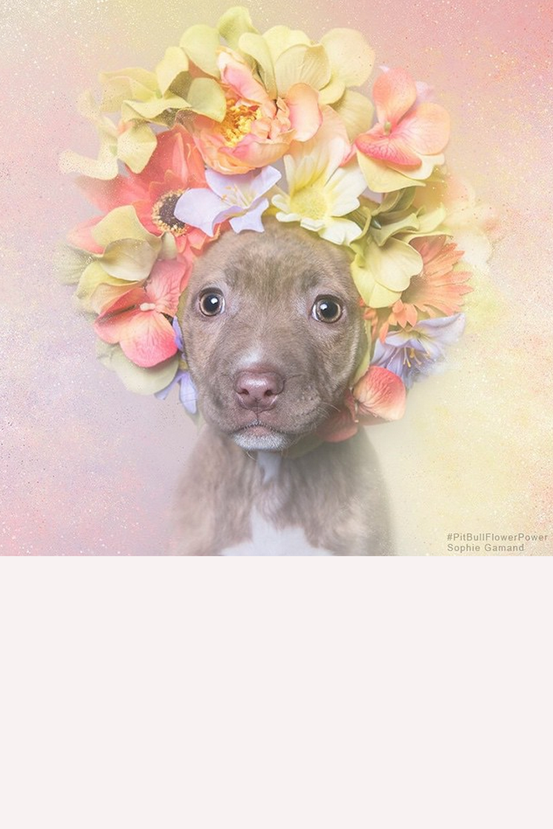 Pitbulls in Flower Crowns Are Our New Favorite Things on Instagram ...