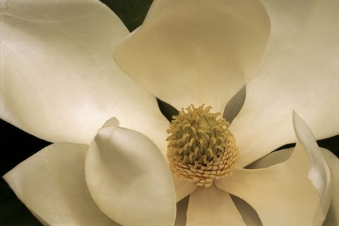 Southern magnolia flower.&#xA;Magnolia grandiflora.&#xA;This tree has adapted well to southern California's maritime climate.&#xA;Buena Park, California, USA&#xA;Photographed under controlled conditions&#xA;35mm film-horizontal&#xA;Model Release: Not Applicable&#xA;