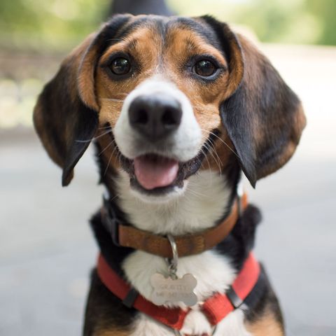 The Dogist Releases New Book - The Person Behind The Dogist Blog