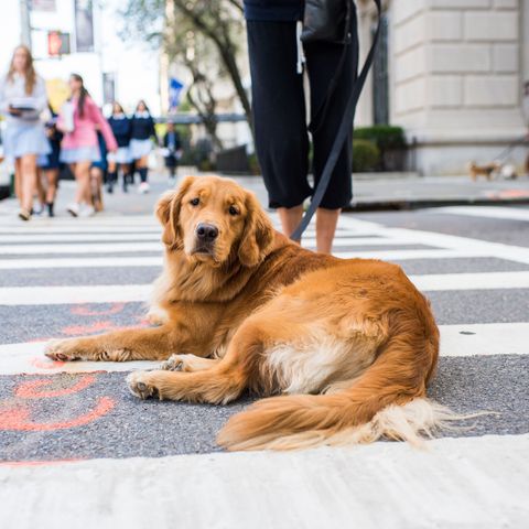 The Dogist Releases New Book - The Person Behind The Dogist Blog