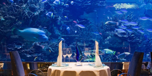 Organism, Vertebrate, Underwater, Fish, Tablecloth, Marine mammal, Marine biology, Electric blue, Linens, Majorelle blue, 