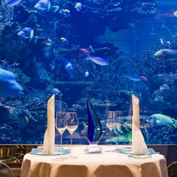 Organism, Vertebrate, Underwater, Fish, Tablecloth, Marine mammal, Marine biology, Electric blue, Linens, Majorelle blue, 