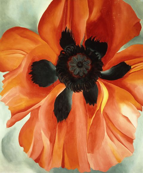 Petal, Flower, Red, Orange, Paint, Art, Watercolor paint, Flowering plant, Still life photography, Coquelicot, 