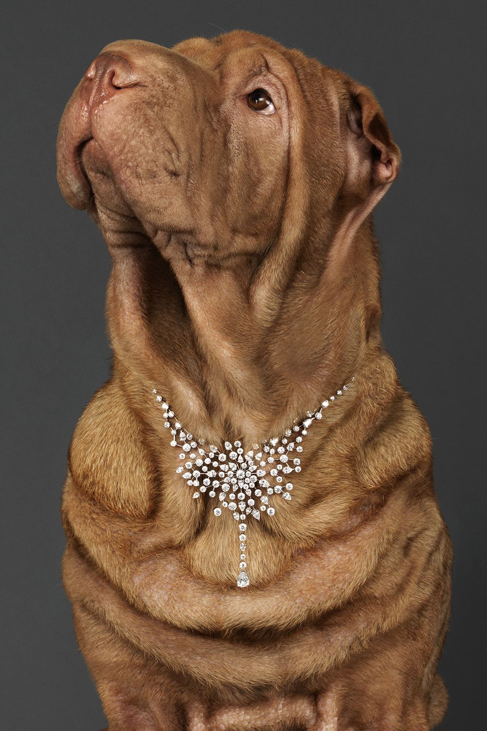 Dogs In Fine Jewelry Dogs In Season s Fine Jewelry